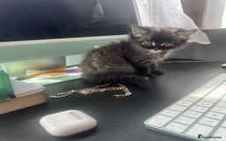 British Longhair cats for sale: British Longhair kittens Two  - Image 3