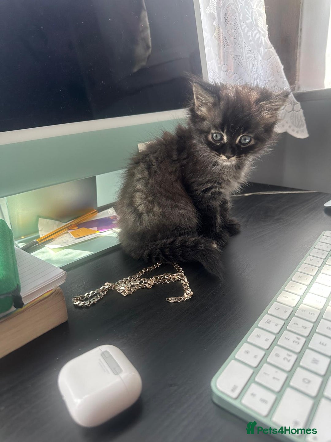 British Longhair cats for sale: British Longhair kittens Two  - Image 3