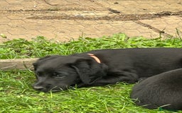 Labradoodle dogs for sale: Ready to go! Fantastic F1 Labradoodles (black) - Image 30