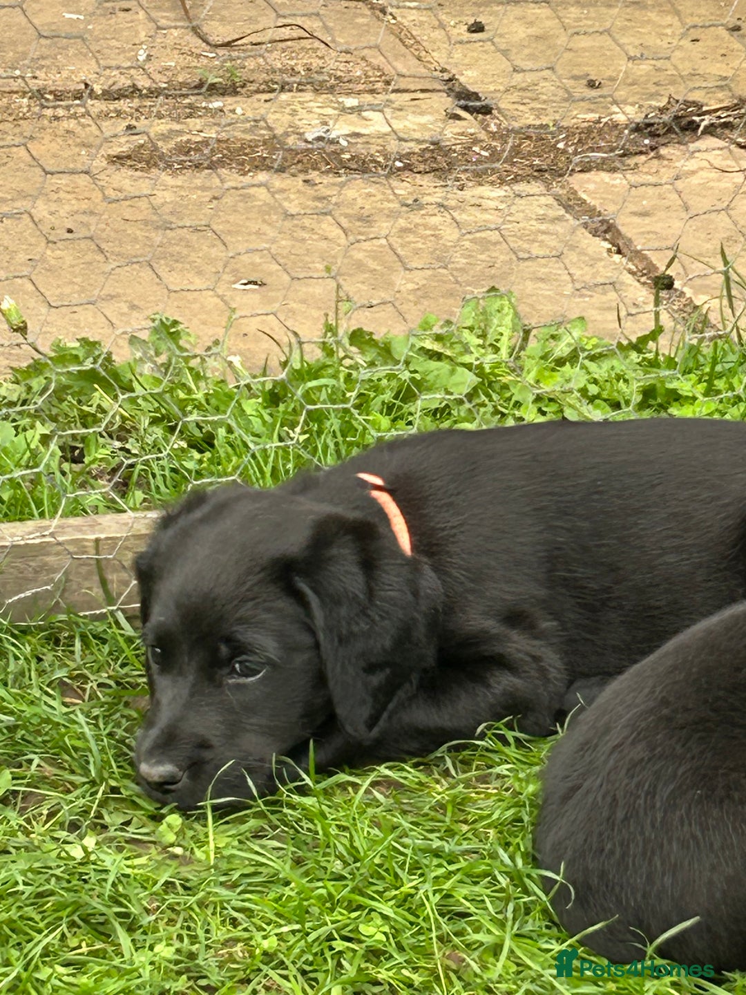 Labradoodle dogs for sale: Ready to go! Fantastic F1 Labradoodles (black) - Image 30