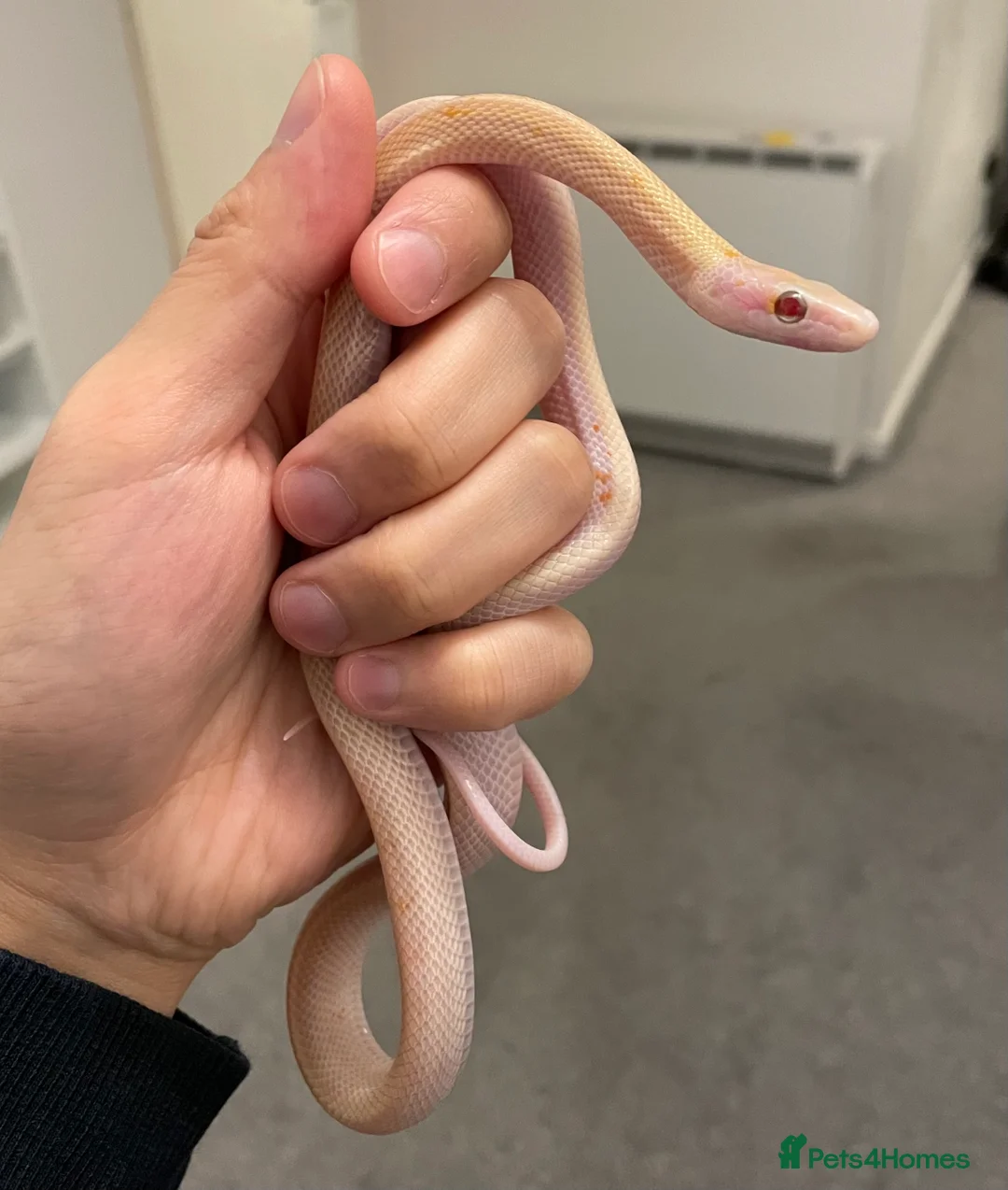 Rat Snake reptiles for sale: 2025CB albino/anery/calico beauty rat snakes  - Advert 1