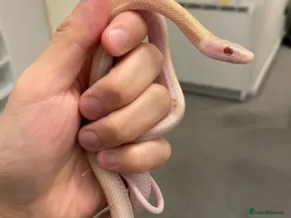 Rat Snake reptiles 2025CB albino/anery/calico beauty rat snakes - Advert 2