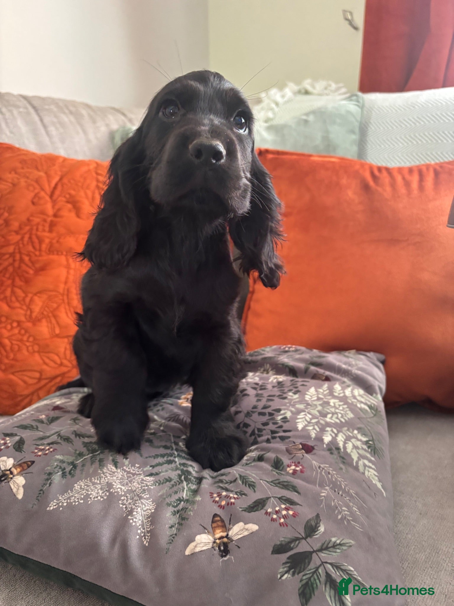 Cocker Spaniel dogs Show cocker spaniels - Advert 19