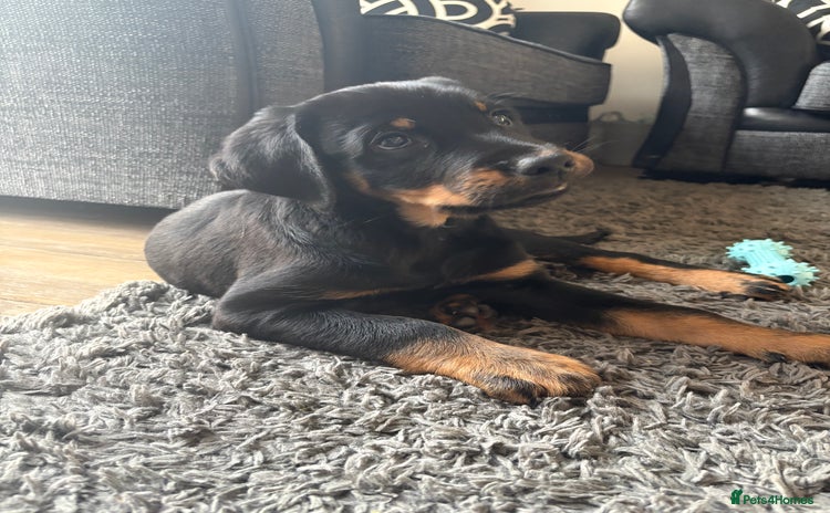 Mixed Breed dogs - Advert 1