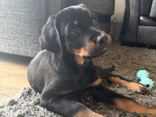 Mixed Breed dogs - Advert 15