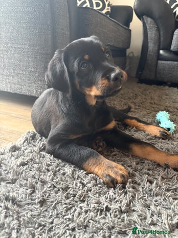 Mixed Breed dogs - Advert 1