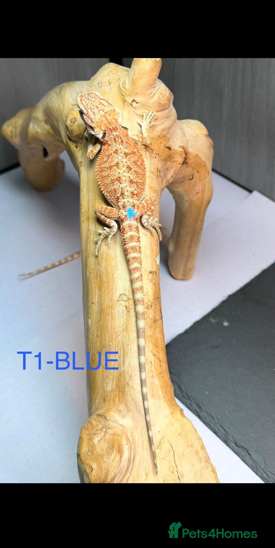 Bearded Dragon reptiles Baby Bearded Dragons available  - Advert 2