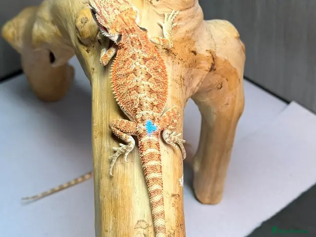 Bearded Dragon reptiles for sale: Baby Bearded Dragons available - Advert 2