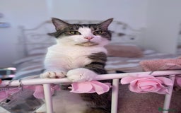 Domestic Shorthair cats for sale: Needs a forever loving home - Image 3