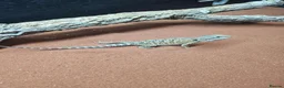 Dragon reptiles for sale: Baby bearded dragon for sale - Advert 2