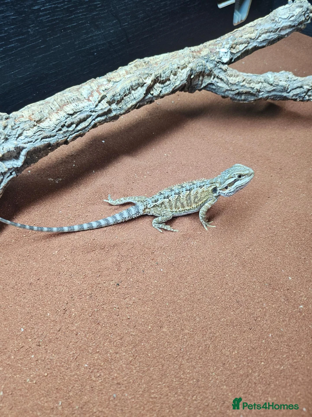 Dragon reptiles for sale: Baby bearded dragon for sale - Advert 2