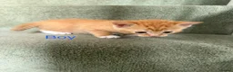 Mixed Breed cats for sale: 3 beautiful kittens looking for a loved homes - Advert 5