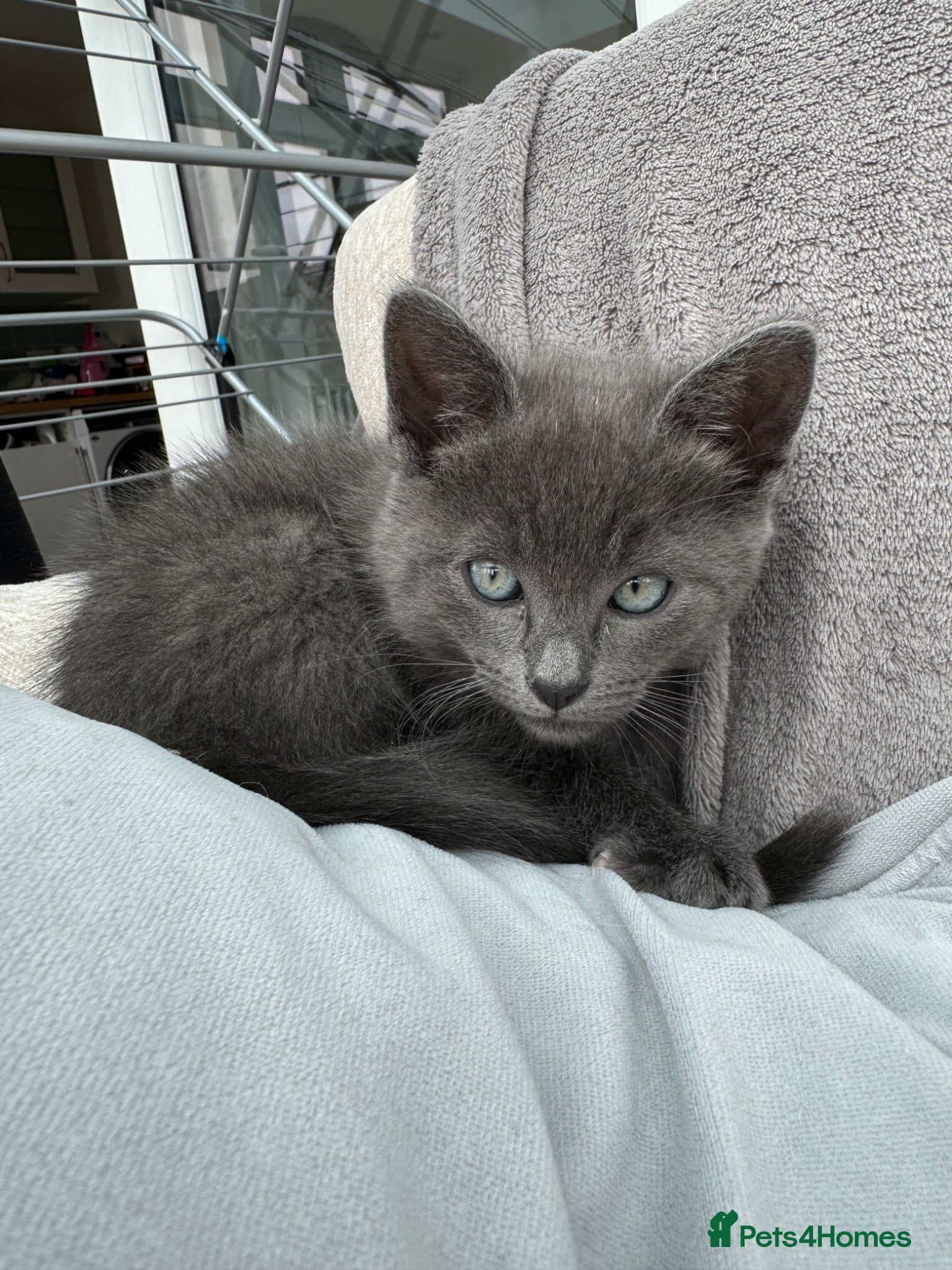 Mixed Breed cats Siamese Russian blue kittens  - Advert 1