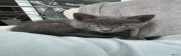 Mixed Breed cats for sale: Siamese Russian blue kittens  - Advert 1