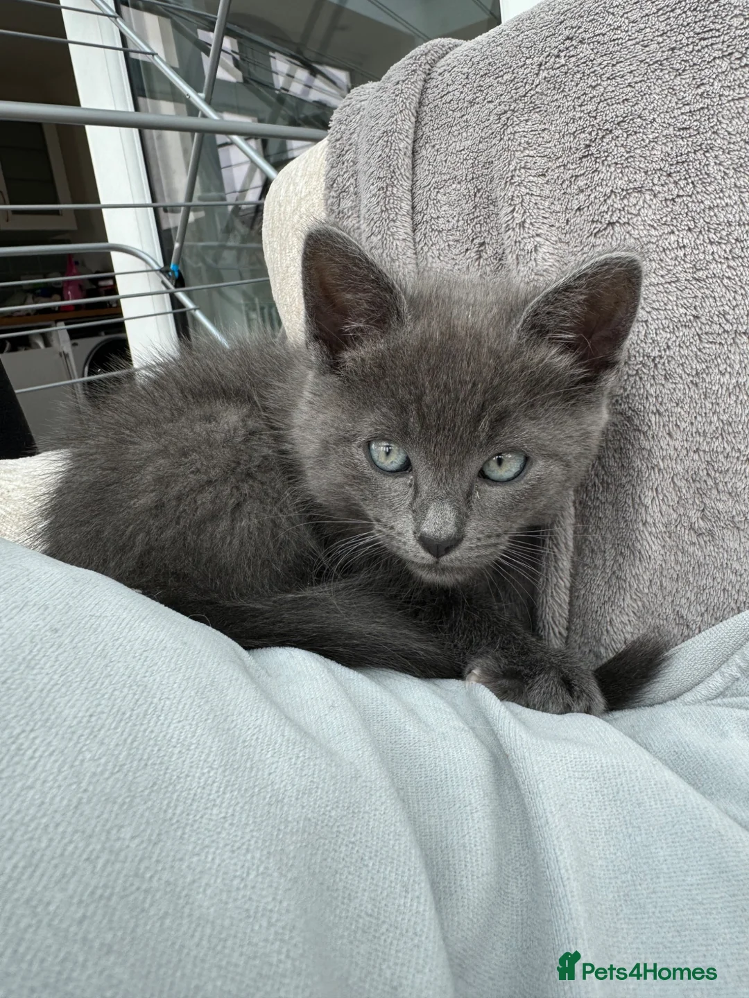 Mixed Breed cats for sale: Siamese Russian blue kittens  - Advert 1