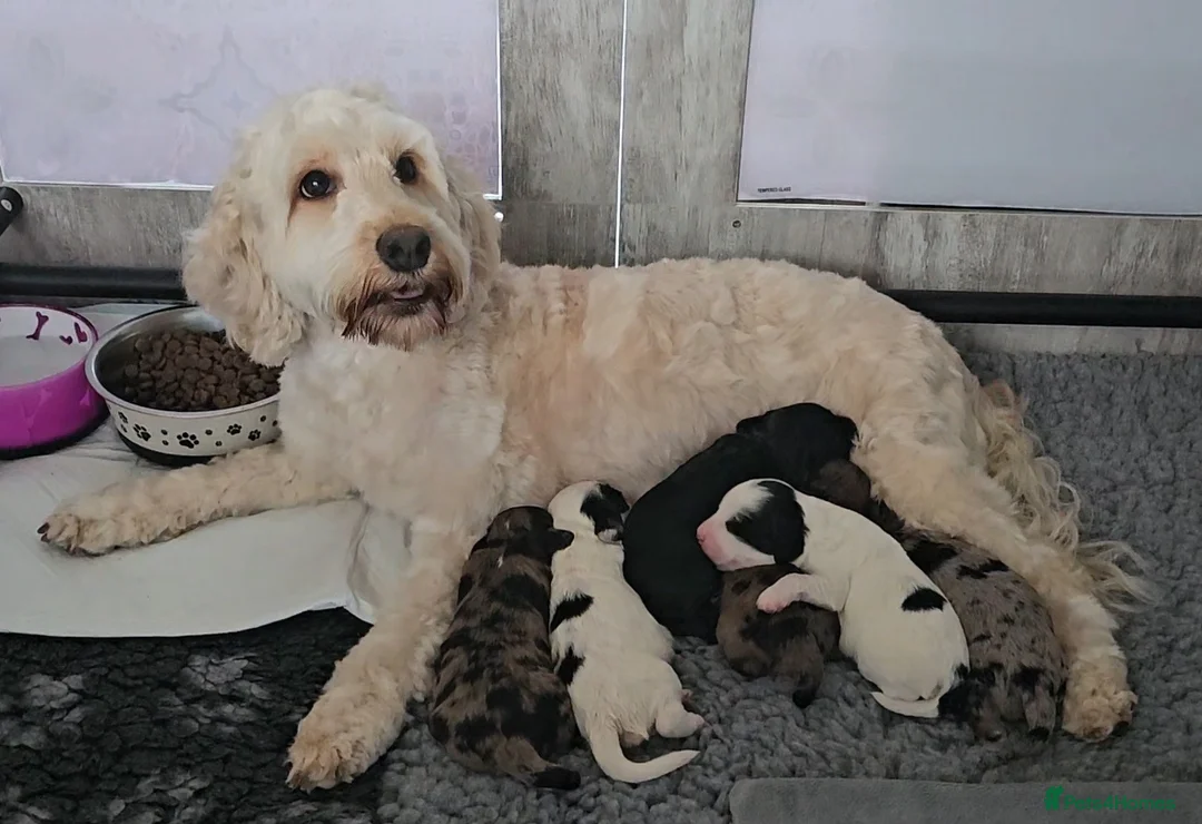 Cockapoo dogs for sale: Pretty little princess. in Mansfield - Advert 1