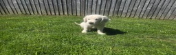 Golden Retriever dogs for sale: all puppies have now been reserved - Advert 13