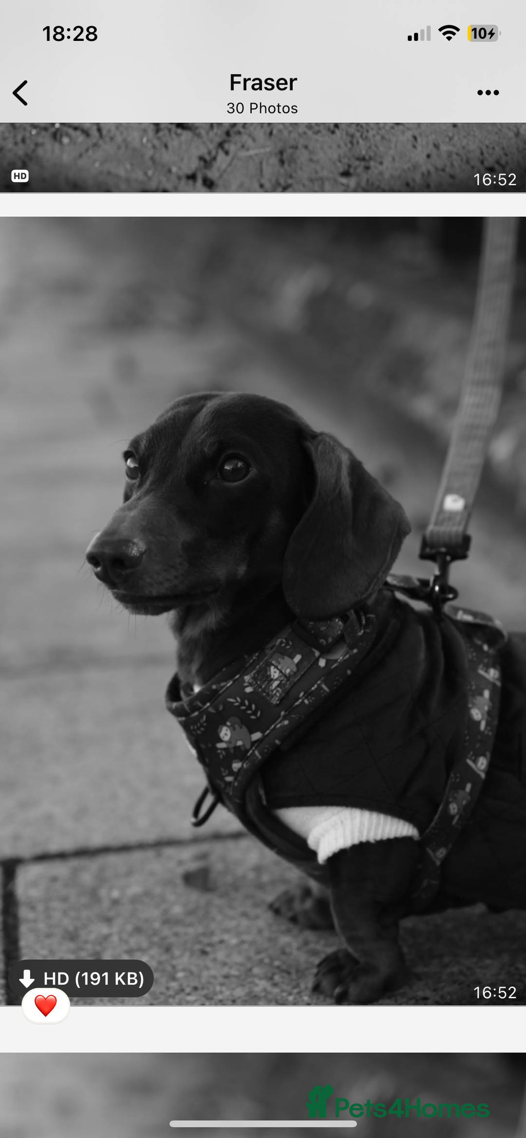 Miniature Dachshund dogs for sale:  ***SOLD*** Minitute datchund  - Image 14