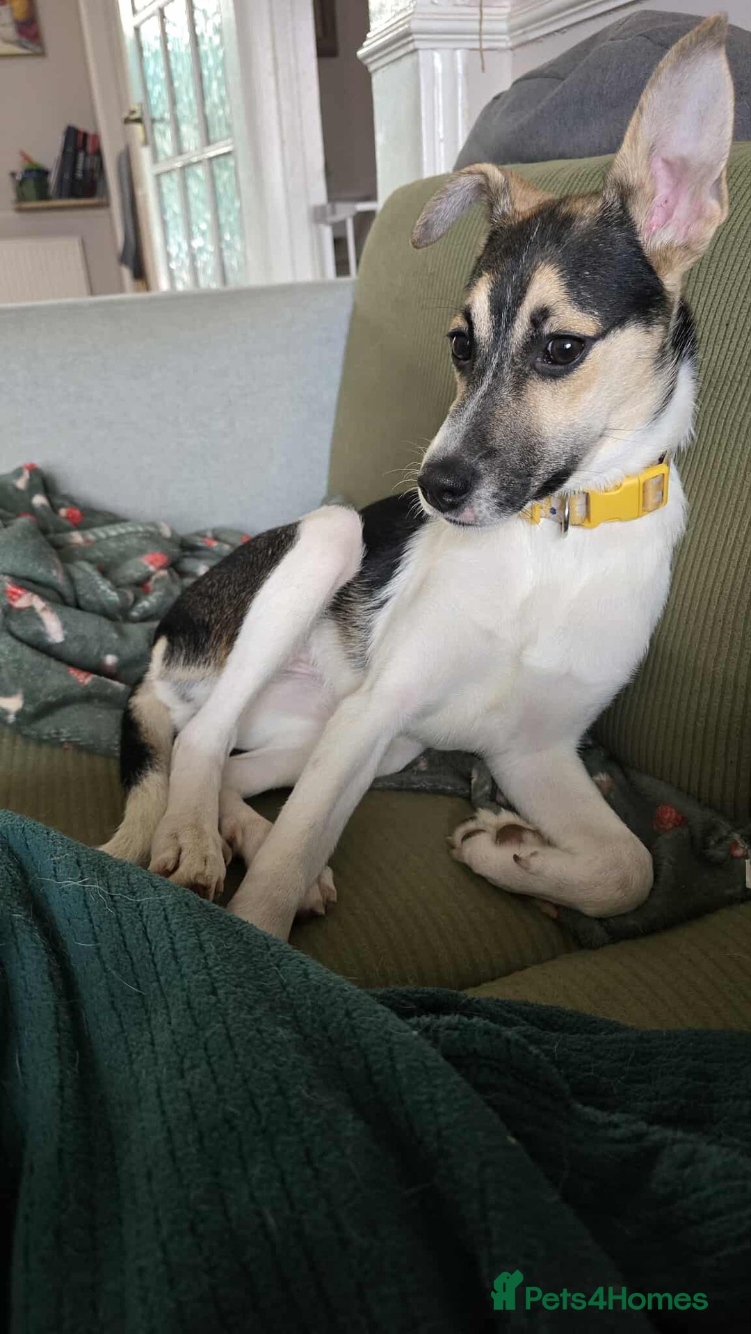 Mixed Breed dogs for adoption: Milkshake for adoption - Image 2