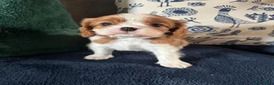 Rusty