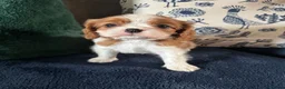 Cavalier King Charles Spaniel dogs for sale: KC Cavalier King Charles DNA 5* licensed home bred - Advert 11