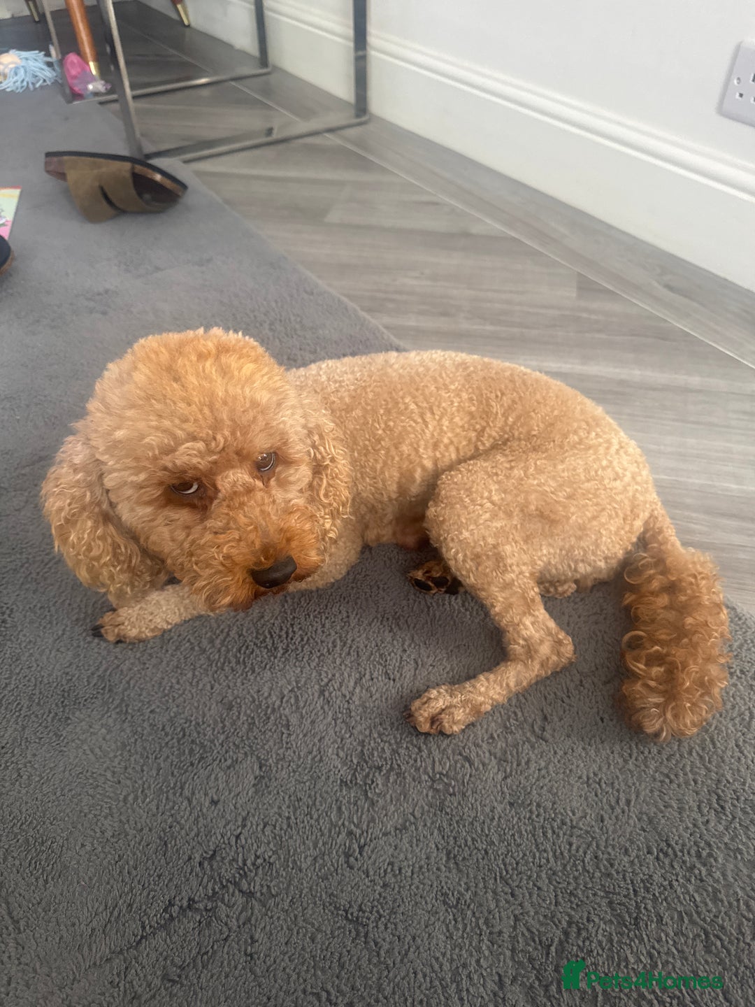 Toy Poodle dogs for sale: Toy puddle  - Image 8