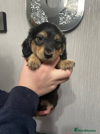 Miniature Dachshund dogs - Advert 2