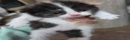 Mixed Breed cats for sale: 🐱 Bshxpersian cute kittens 🥰 - Advert 10