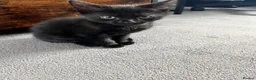 Mixed Breed cats for sale: 3 female and 1 male kittens  - Advert 5