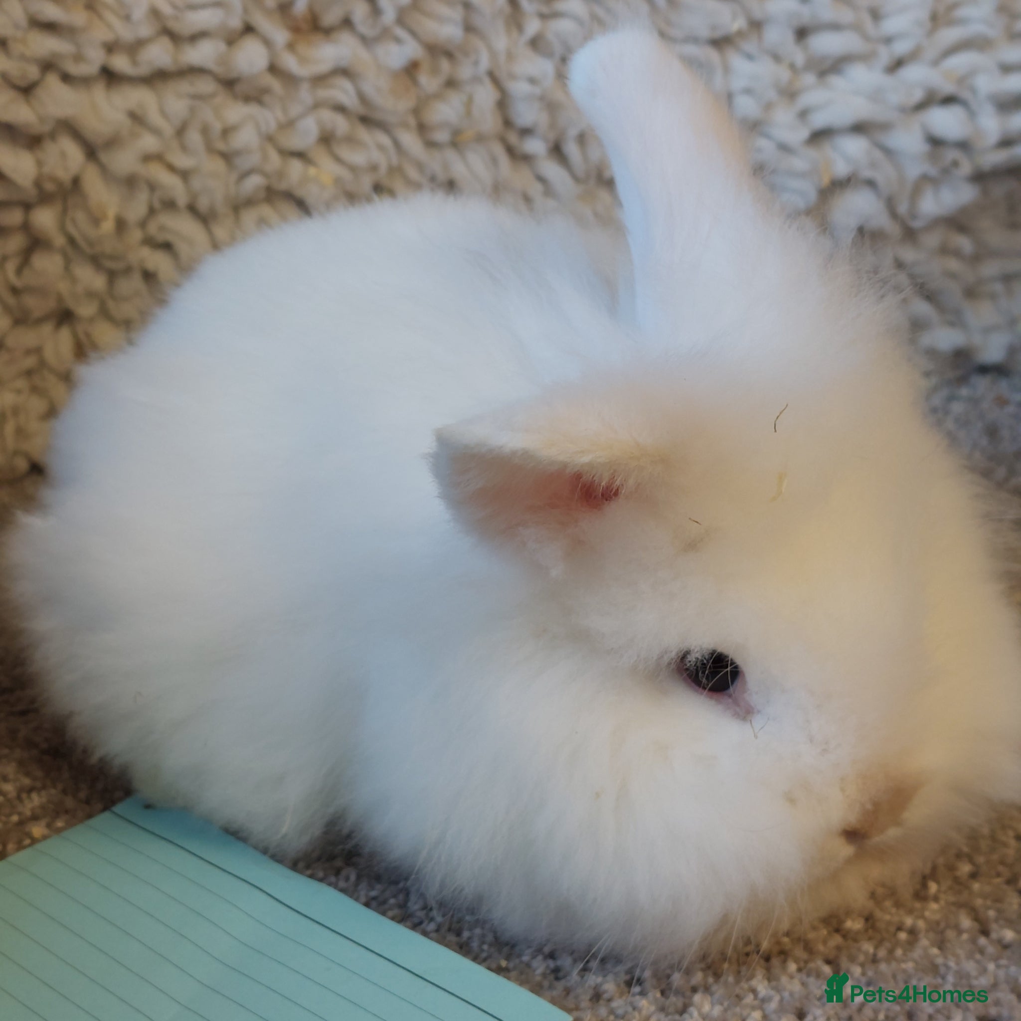 Lionhead rabbits  3 left Lionhead babys 2does 1buck - Advert 1