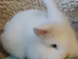 Lionhead rabbits 3 left Lionhead babys 2does 1buck - Advert 1