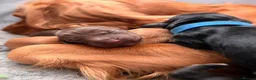 Cocker Spaniel dogs for sale: KC Working cocker spaniels - Advert 5