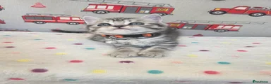 British Shorthair 5