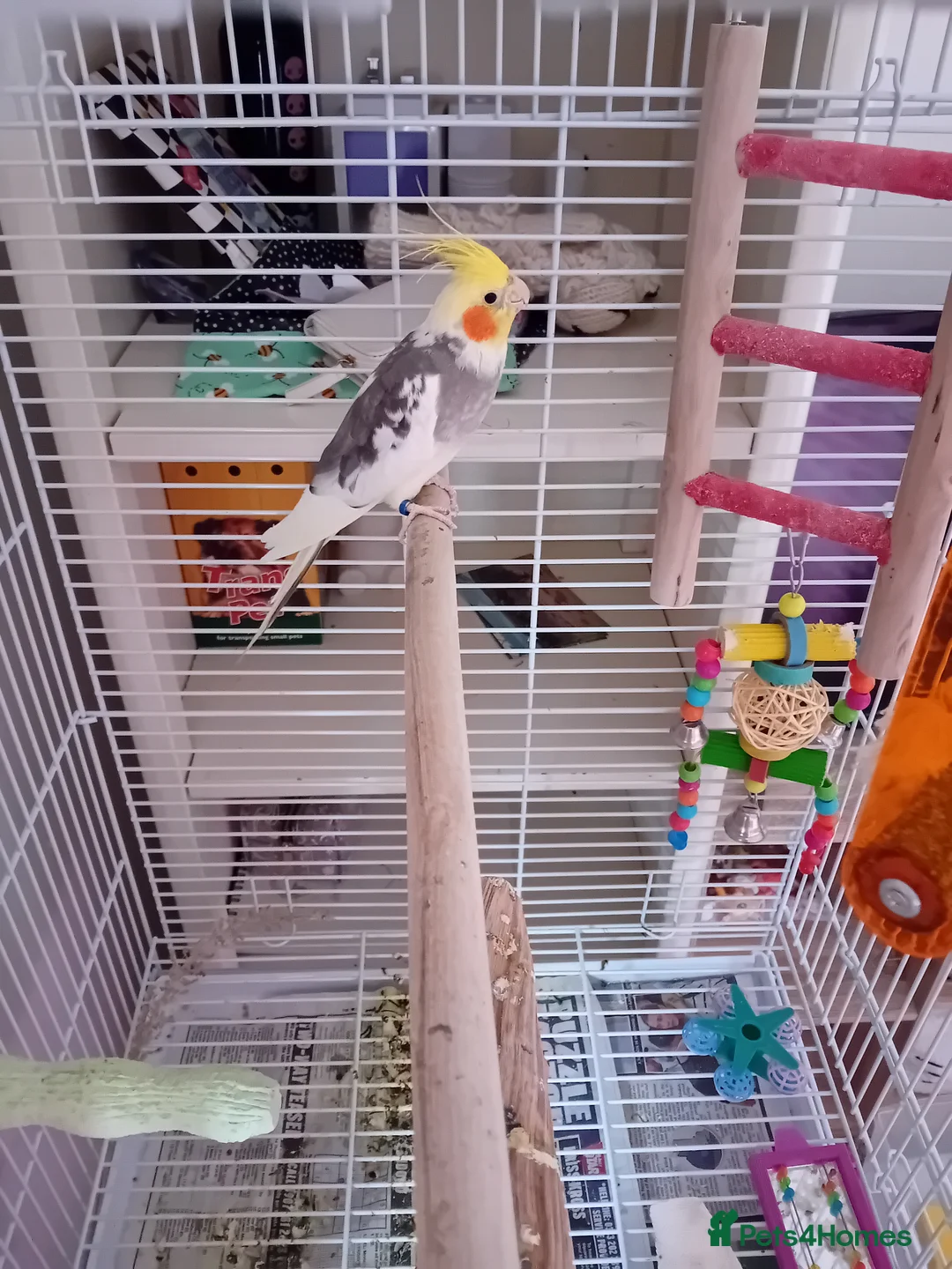 Canaries birds for sale: Cockatiel for sale in Ellesmere Port - Advert 3