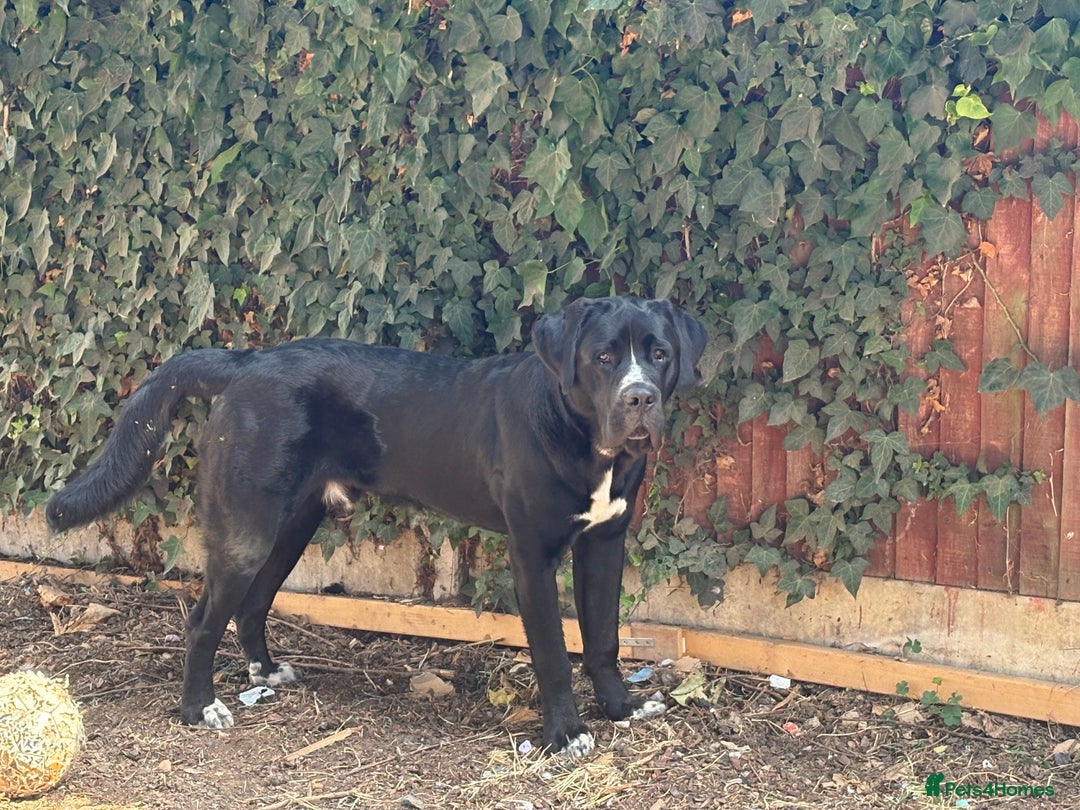 Mixed Breed dogs for sale: 1 year old Saint Dane - Image 3