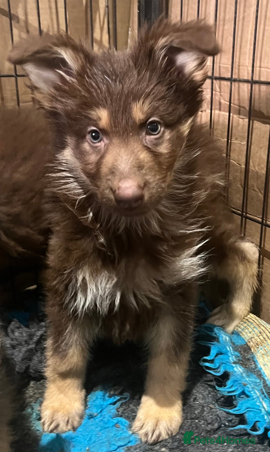 German Shepherd dogs for sale: German Shepherd Puppies Liver Isabella Blue Black  - Advert 23