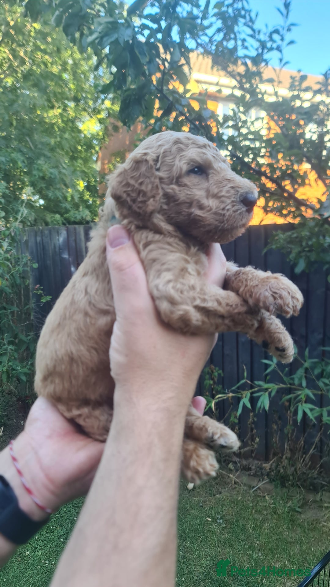 Goldendoodle dogs for sale: 🐾 Adorable Standard Goldendoodle Puppies 🐾 - Image 26