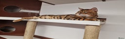 Bengal cats for stud: Bengal cat for stud, Calvin. in Peterborough - Advert 13