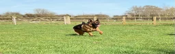 German Shepherd dogs for sale: Retired Bitch Looking For Loving Home - Advert 9
