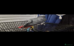 Budgerigars birds for sale: African grey - Image 4