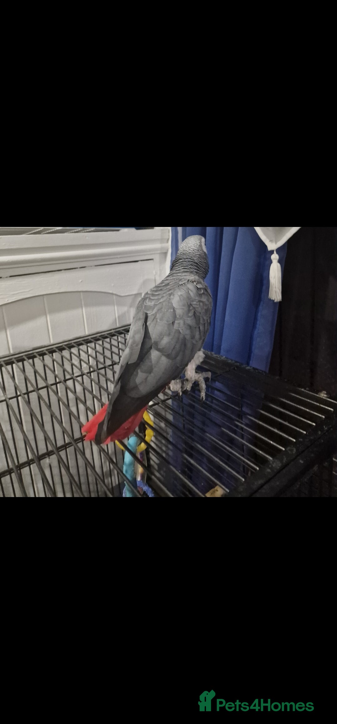 Budgerigars birds for sale: African grey - Image 4