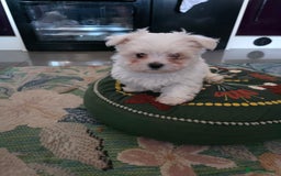 Maltese dogs for sale: Maltese boys - Advert 6