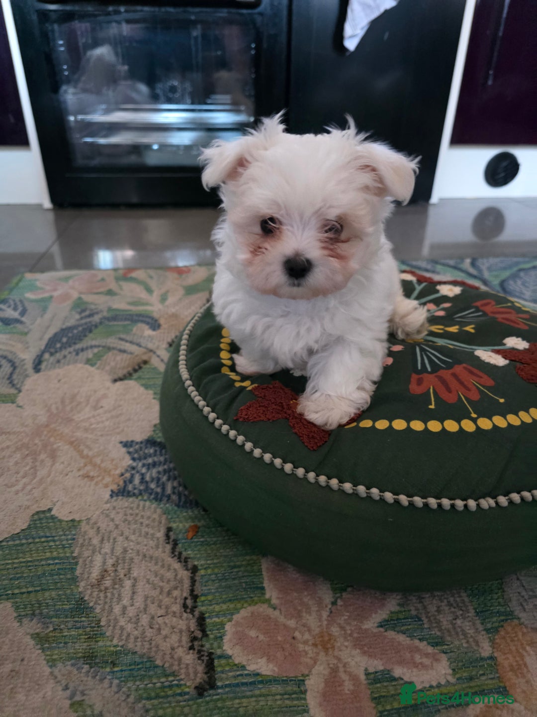 Maltese dogs for sale: Maltese boys - Advert 6