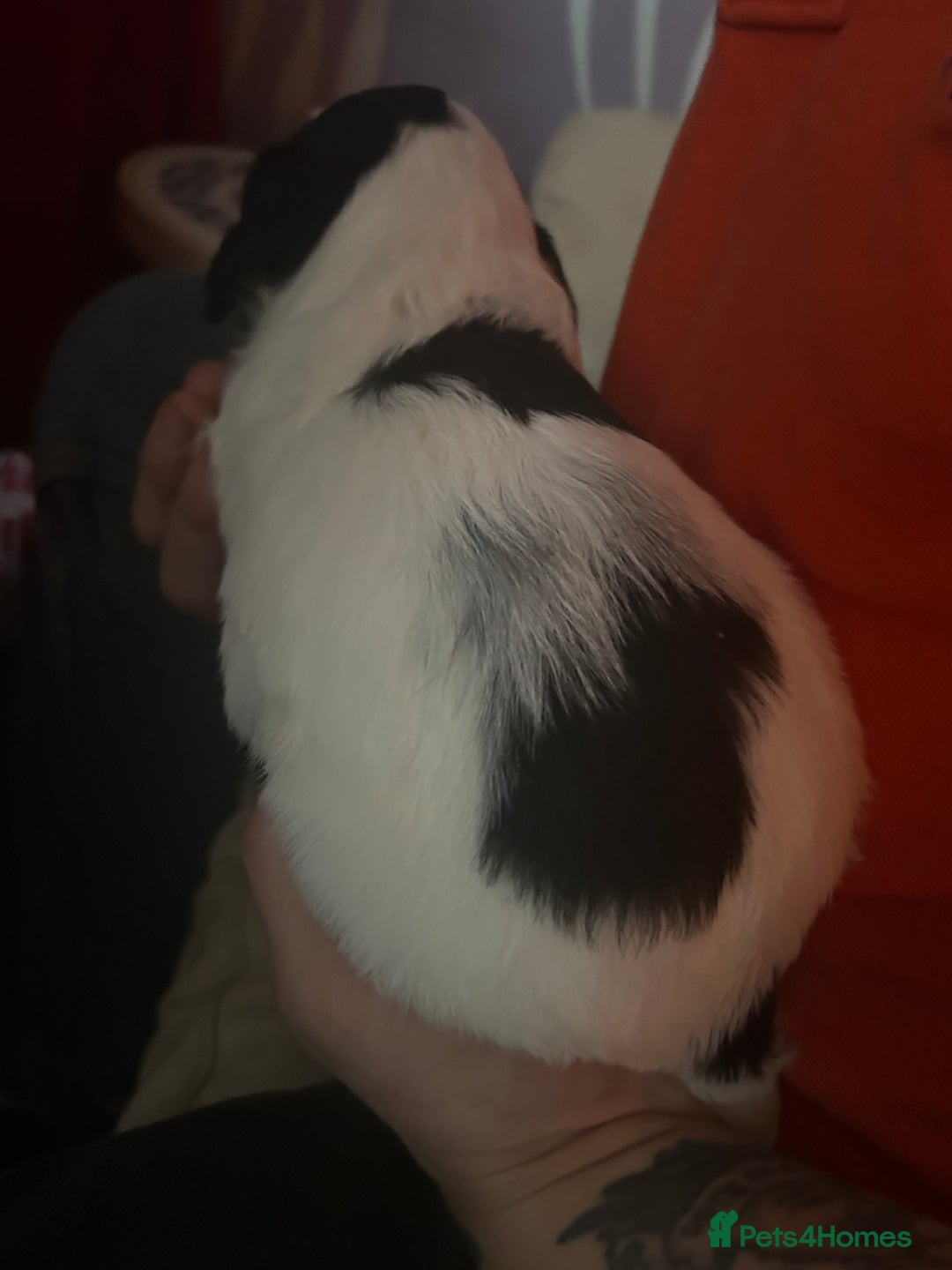 Sprocker dogs for sale: 5 beautiful puppies they were born on the 16/10/25 - Image 11