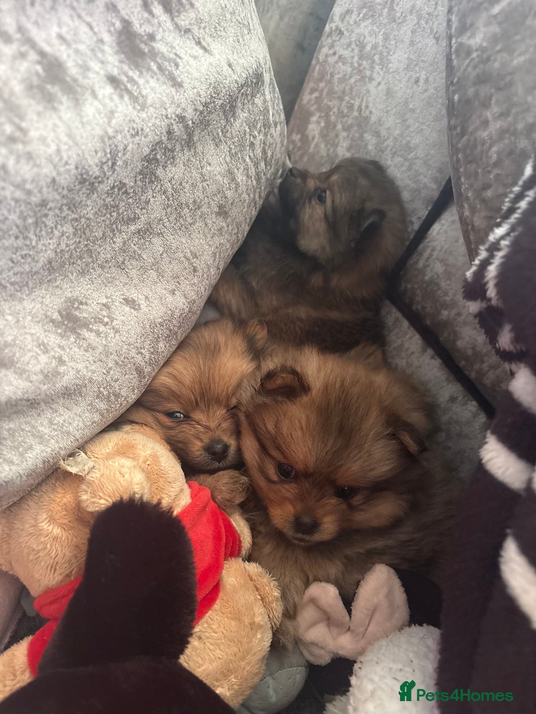 Pomeranian dogs for sale: Adorable Pomeranians - Advert 9