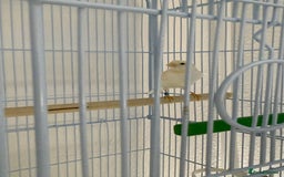 Canaries birds for sale: Healthy Male & Female Canaries with Setup - Image 1