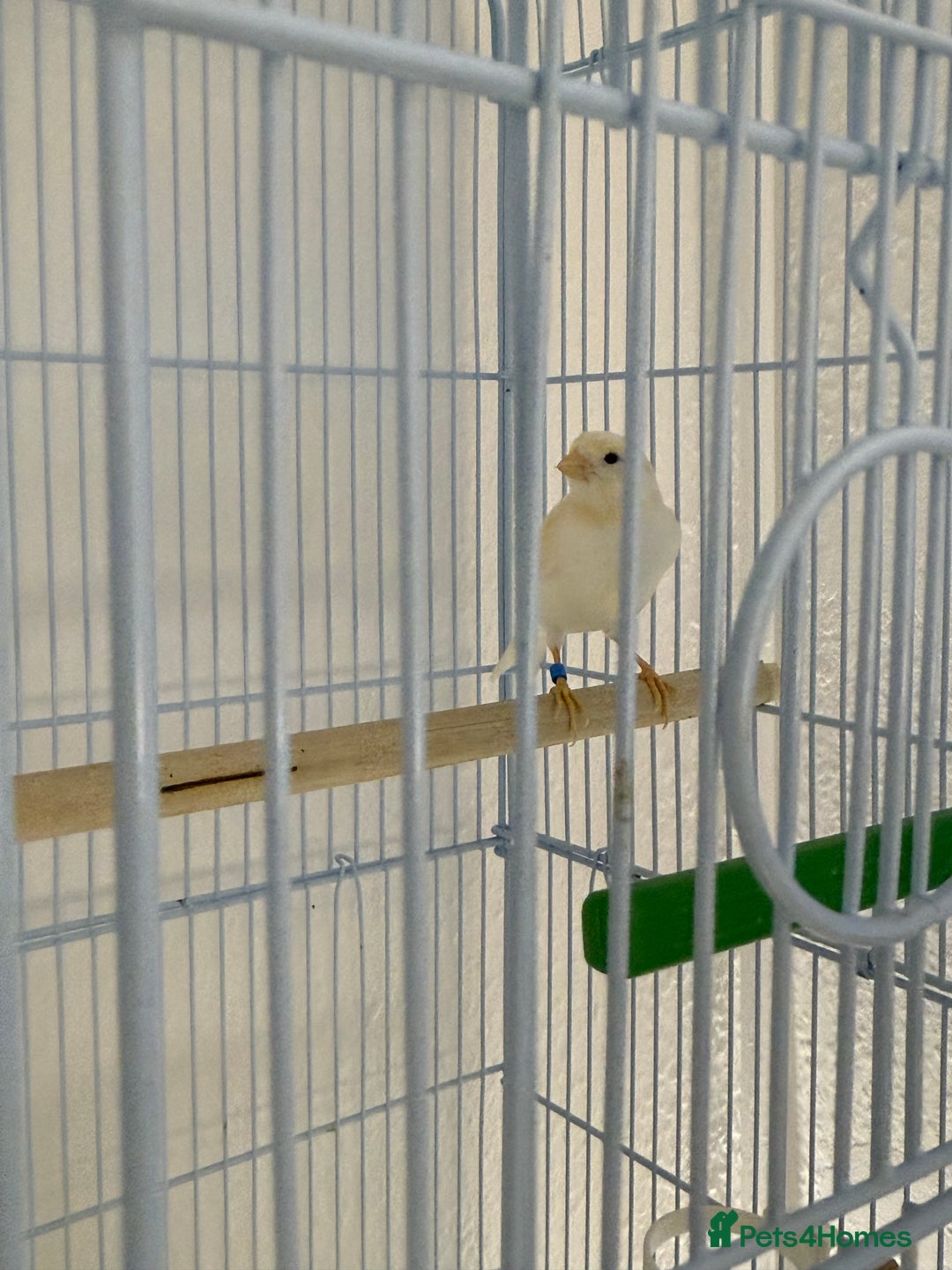 Canaries birds for sale: Healthy Male & Female Canaries with Setup - Image 1