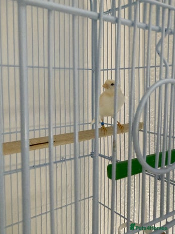 Canaries birds - Advert 12