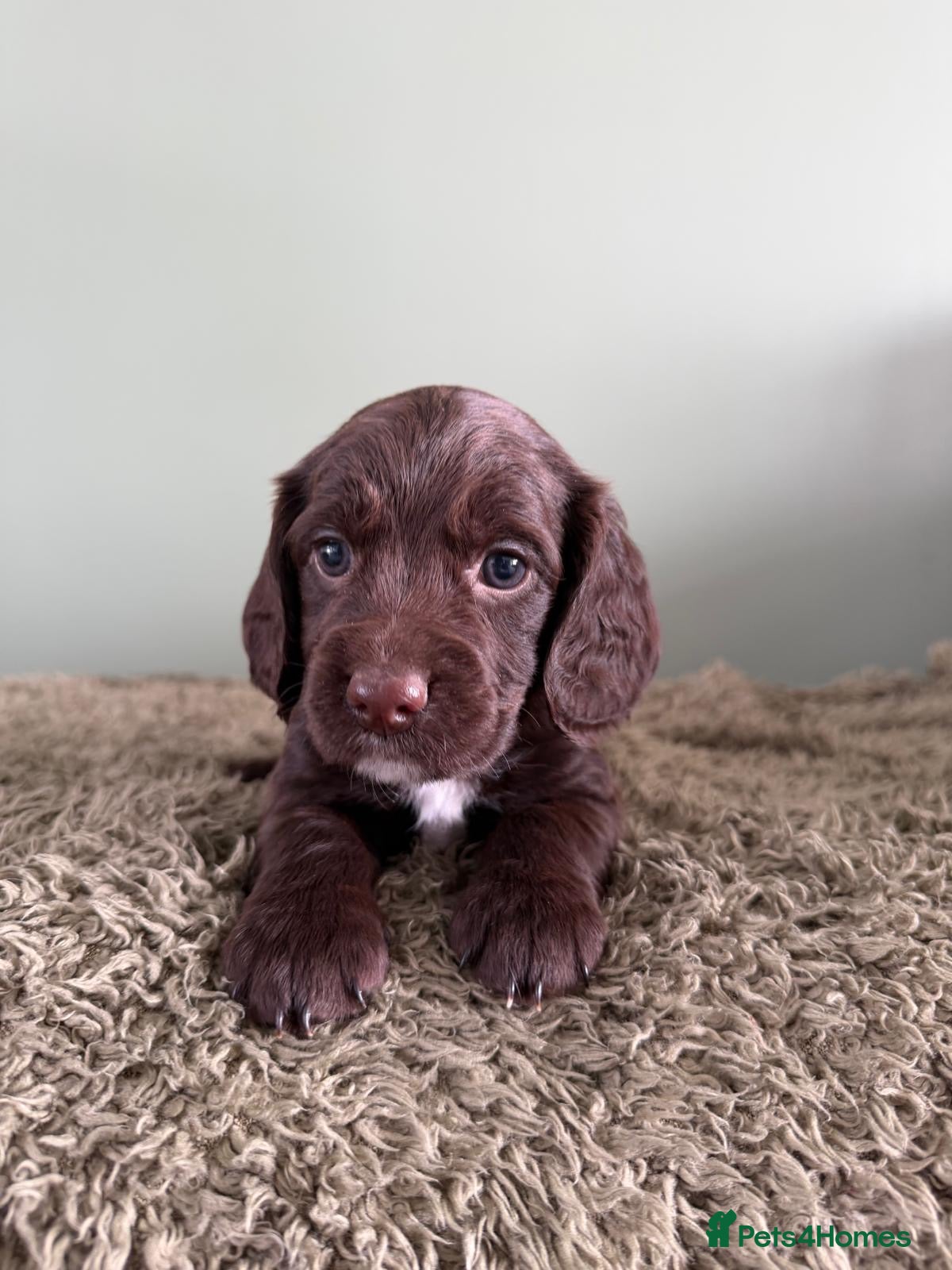 Cocker Spaniel dogs Cocker Spaniel puppies for sale - Advert 6