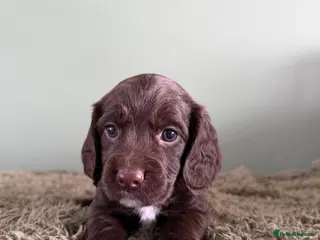 Cocker Spaniel dogs Cocker Spaniel puppies for sale - Advert 6